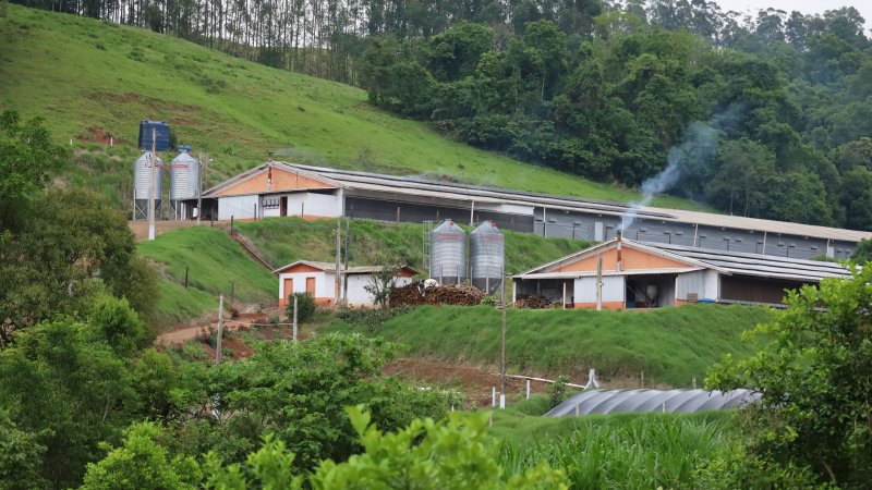 Doen&ccedil;a de Newcastle em Santa Catarina: aten&ccedil;&atilde;o m&aacute;xima &agrave; biosseguridade