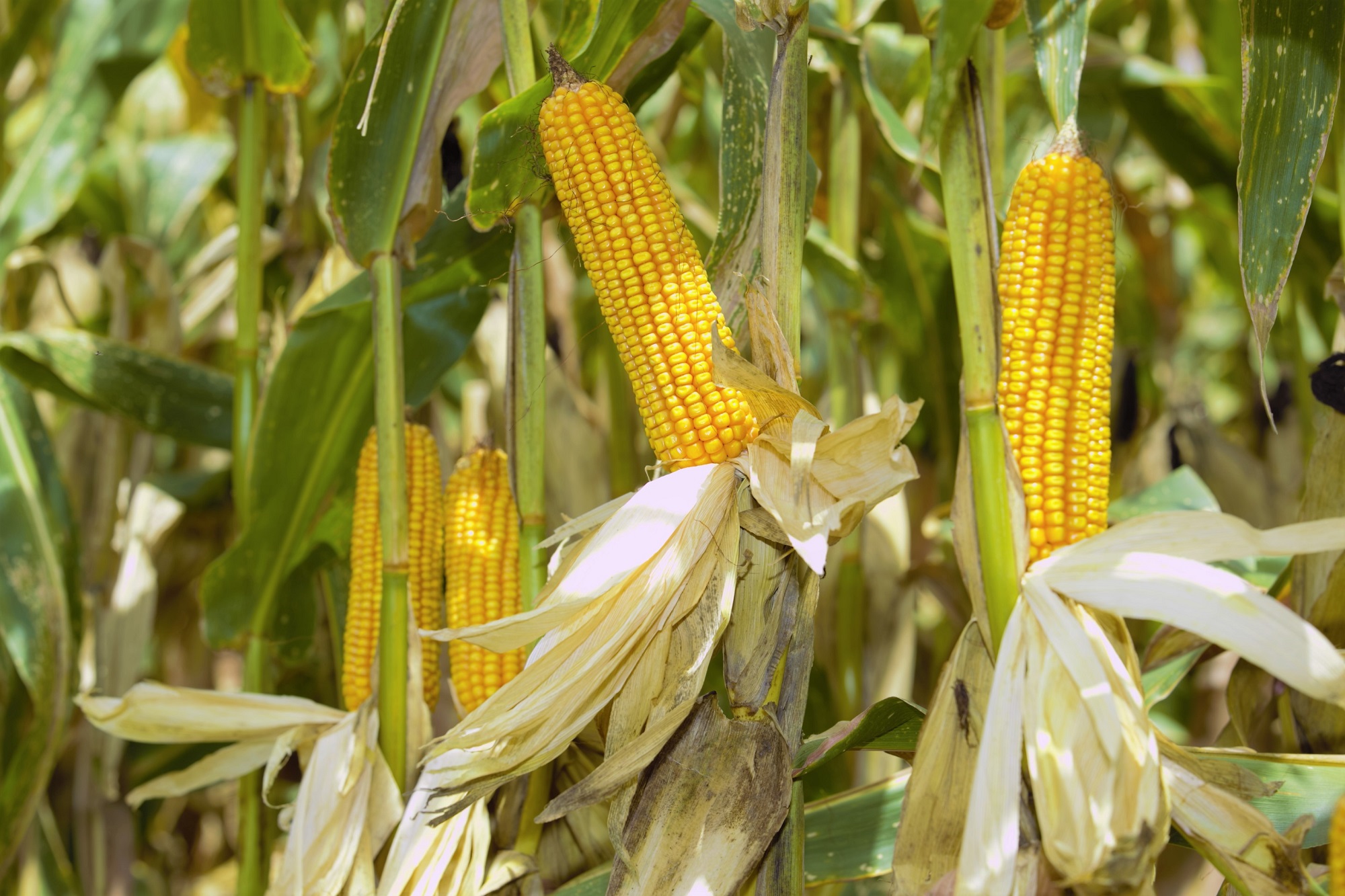 PROGRAMA TERRA BOA: Cooper A1 lembra que prazos do troca-troca vencem neste mês de abril