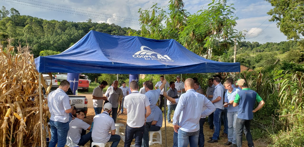 EQUIPE TÉCNICA DE CEREAIS PARTICIPOU DE TREINAMENTO EM PARCERIA COM SYNGENTA E NIDERA SEMENTES