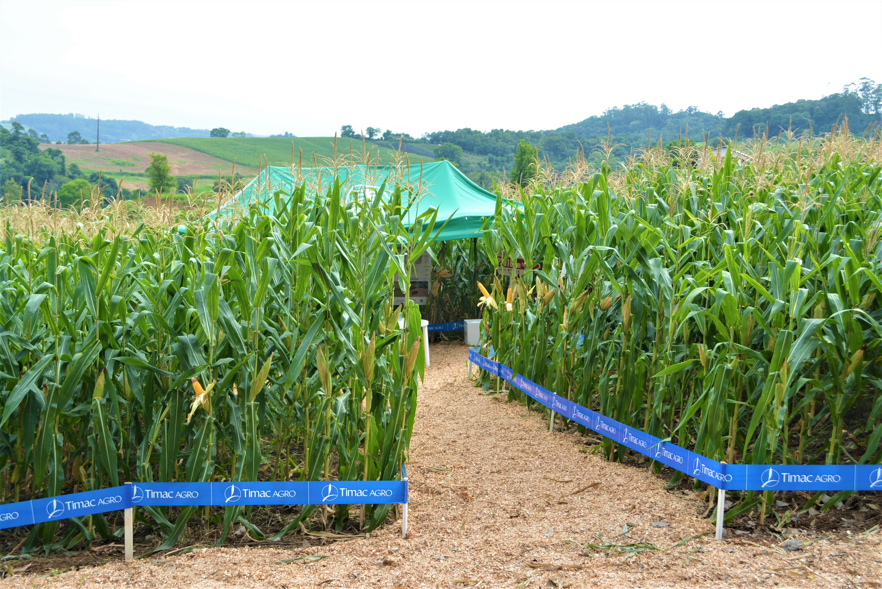 2º RALLY DA SILAGEM: Equipe técnica amplia conhecimentos