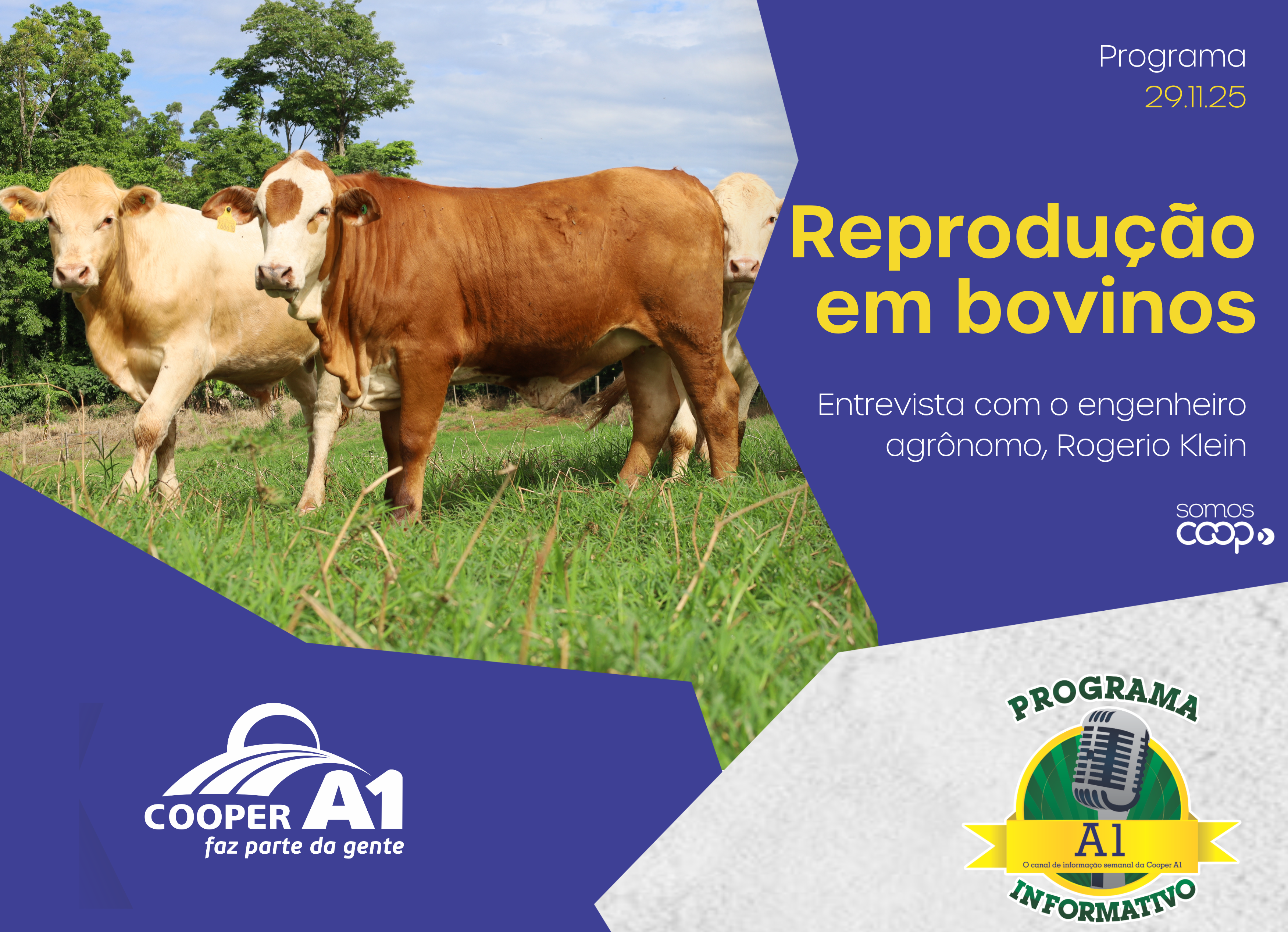 INFORMATIVO A1 29.11.25: Reprodução em bovinos