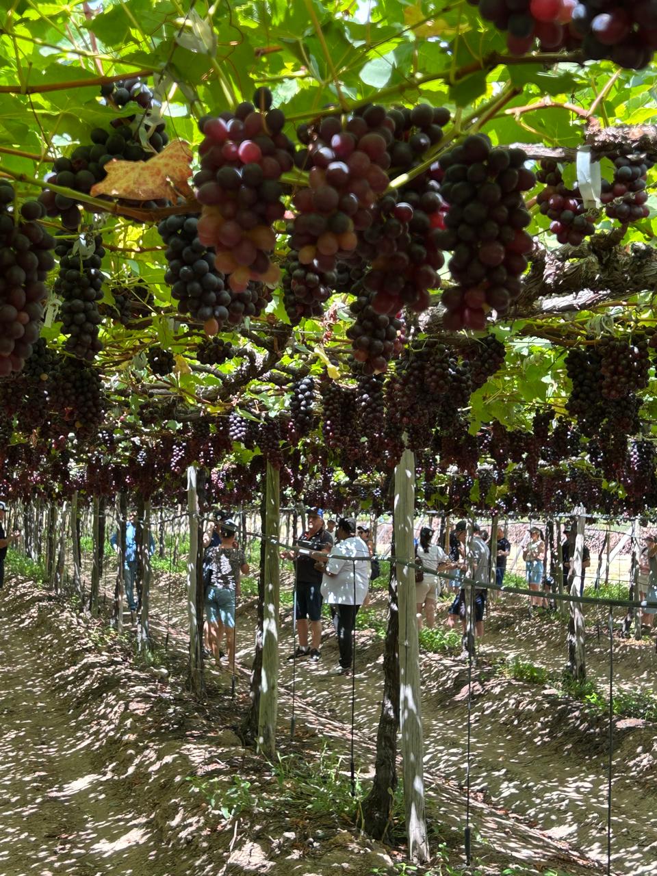 COOPERATIVISMO NO VALE DO SÃO FRANCISCO: Os exemplos dos produtores no noroeste do Brasil